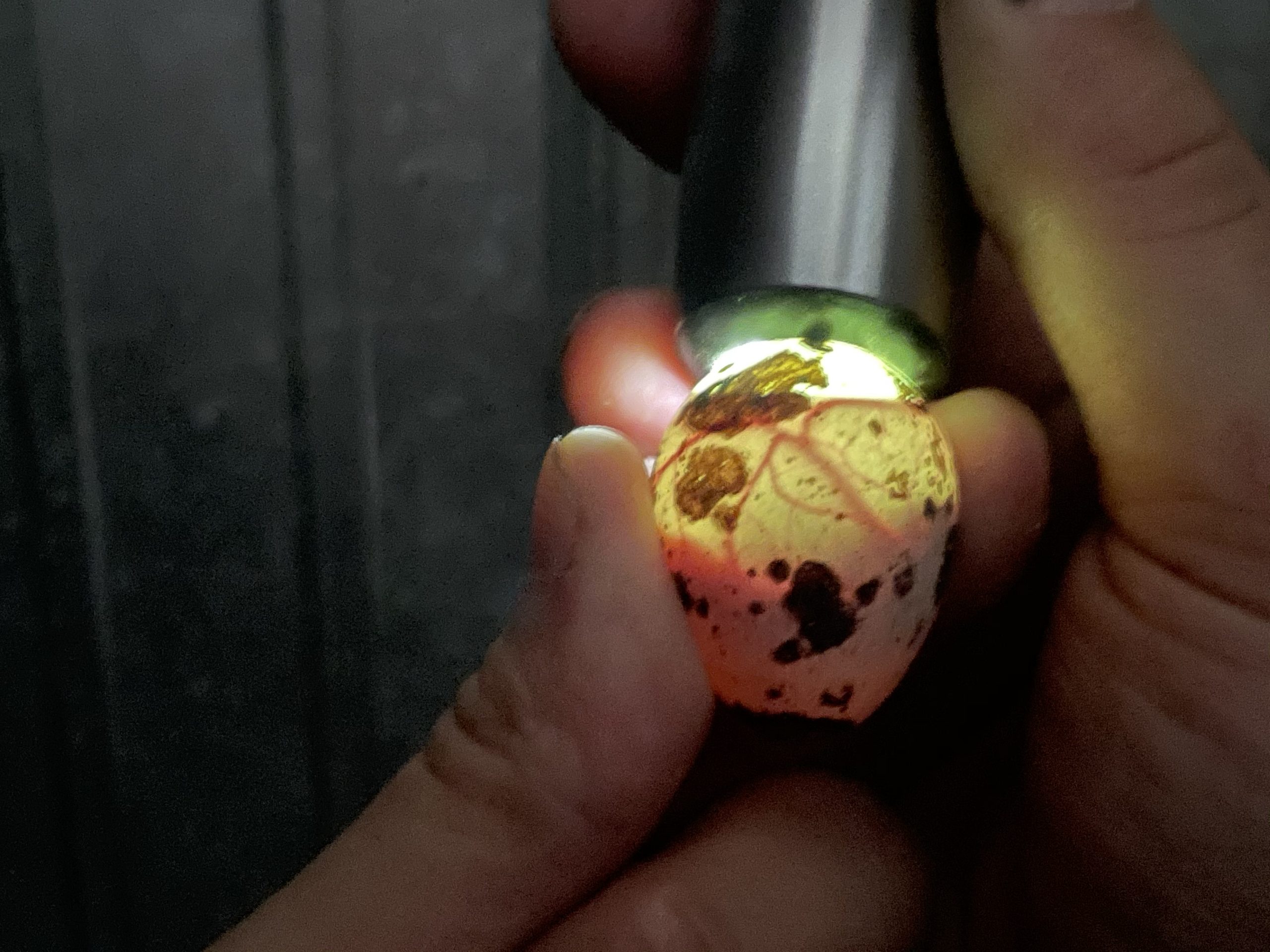 Black Person Candling A Button Quail Egg - fwkd8r6