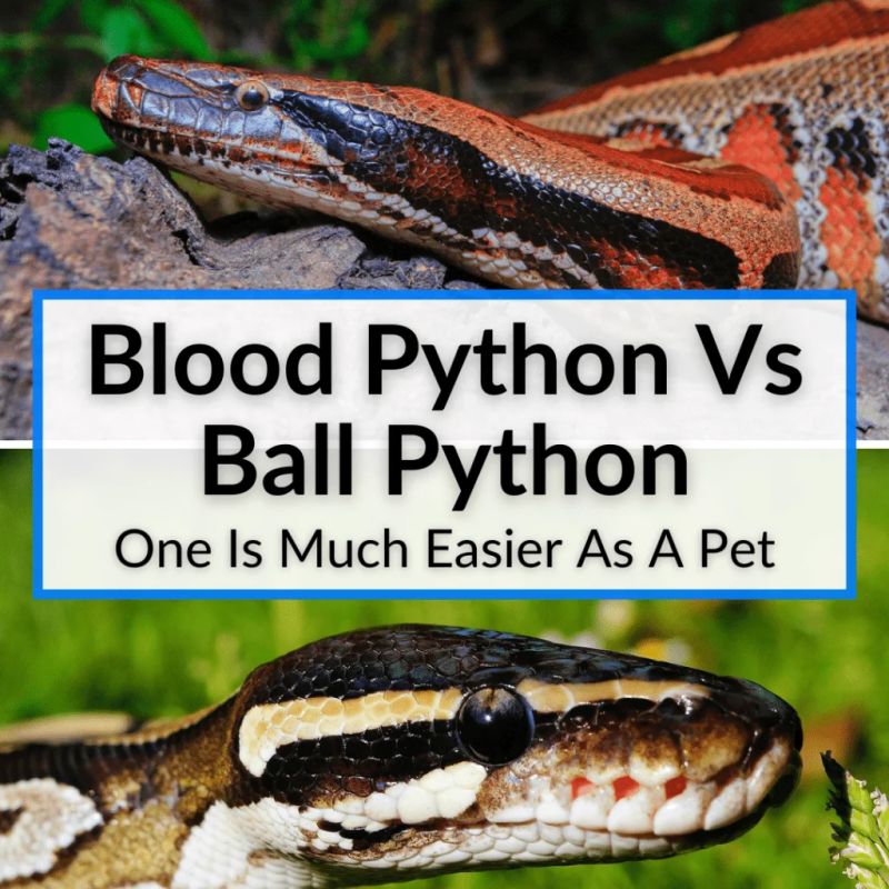 Ball Python Vs Blood Python Youtube - Minimal Art Collection - Retina Quality