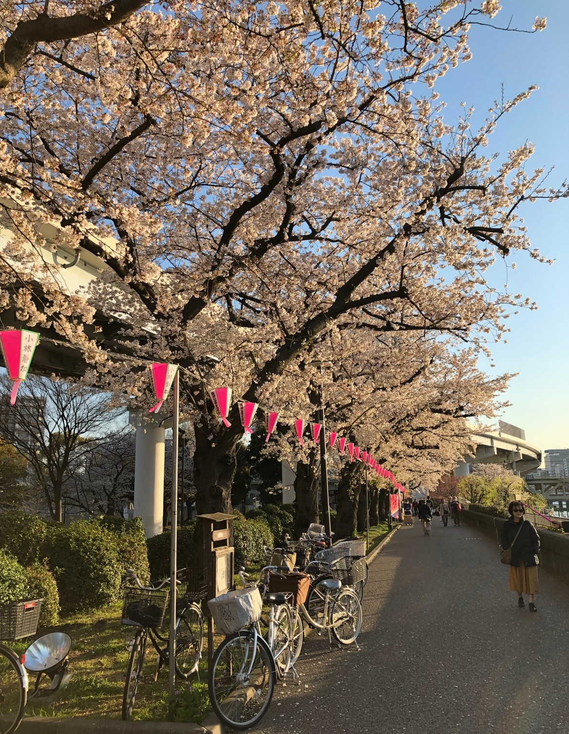 Of Cherry Blossoms, Scenic Views & Gorgeous Sunsets