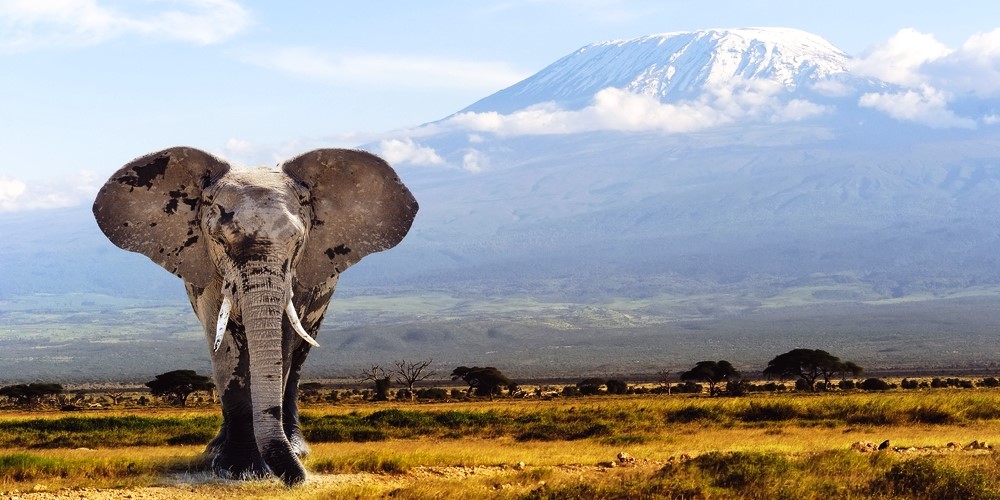 Ruaha National Park Safari Travel Guide Domestic