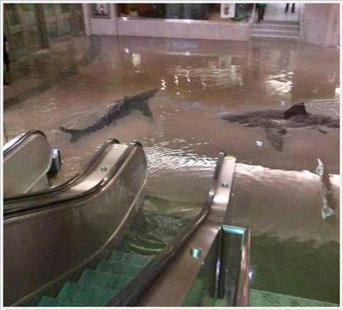 sharks-elevator