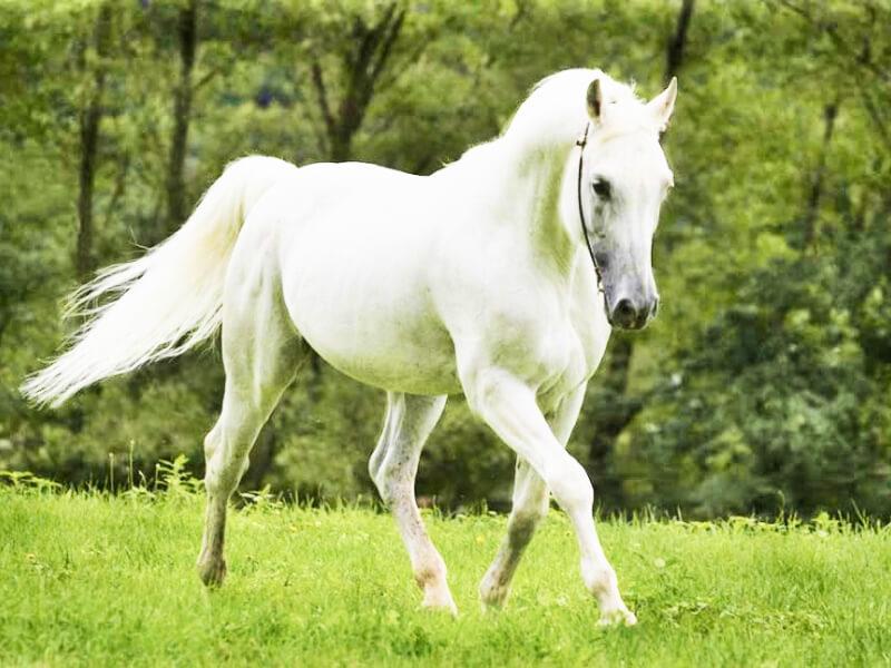 Soñar con caballo blanco