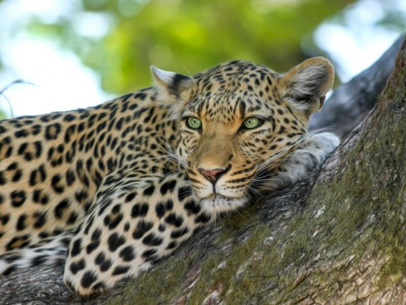 Soñar con leopardo amigable