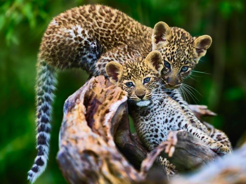 Soñar con leopardo cachorro