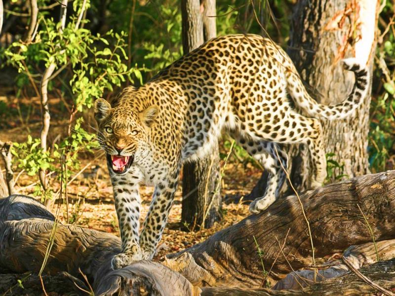 Soñar con leopardo café