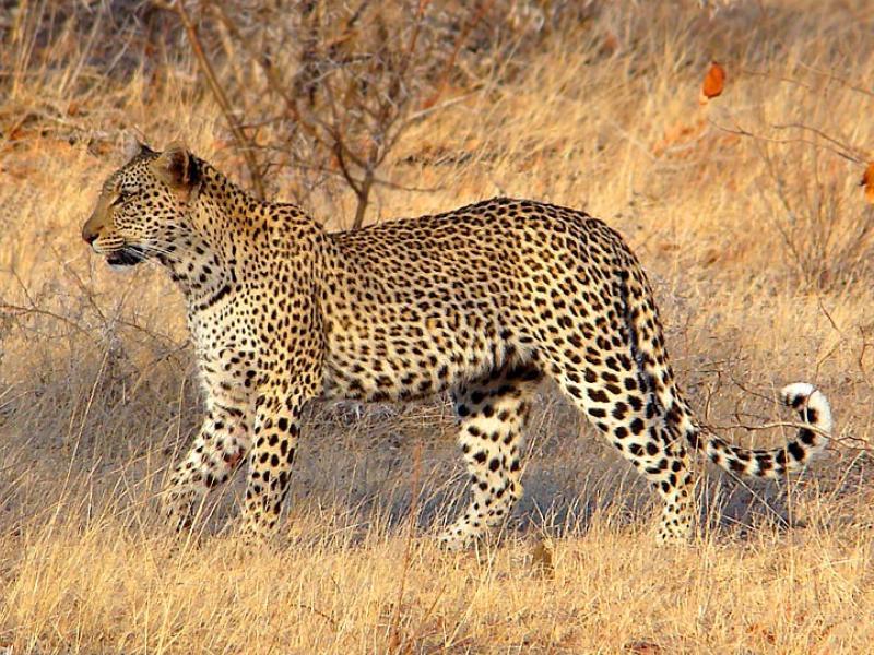 Soñar con leopardo grande