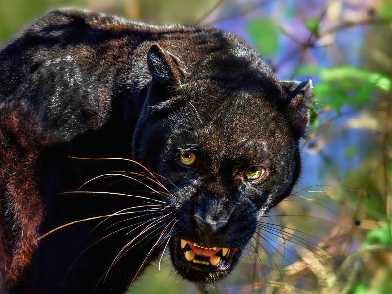 Soñar con leopardo negro