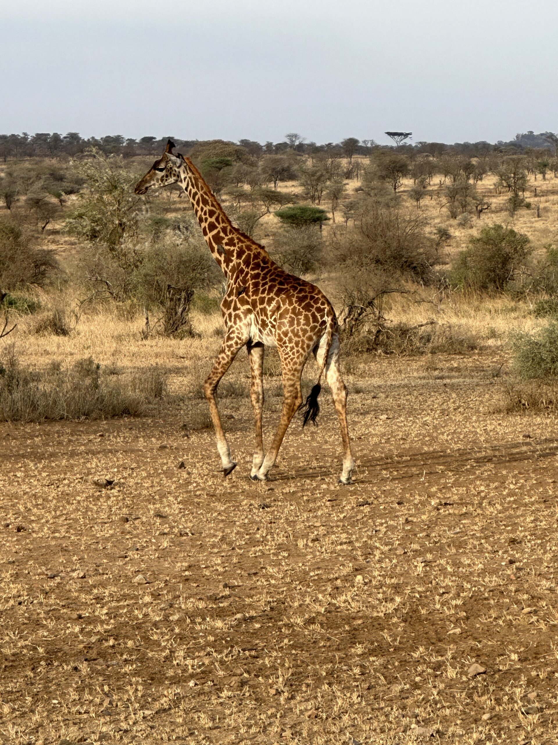 safari