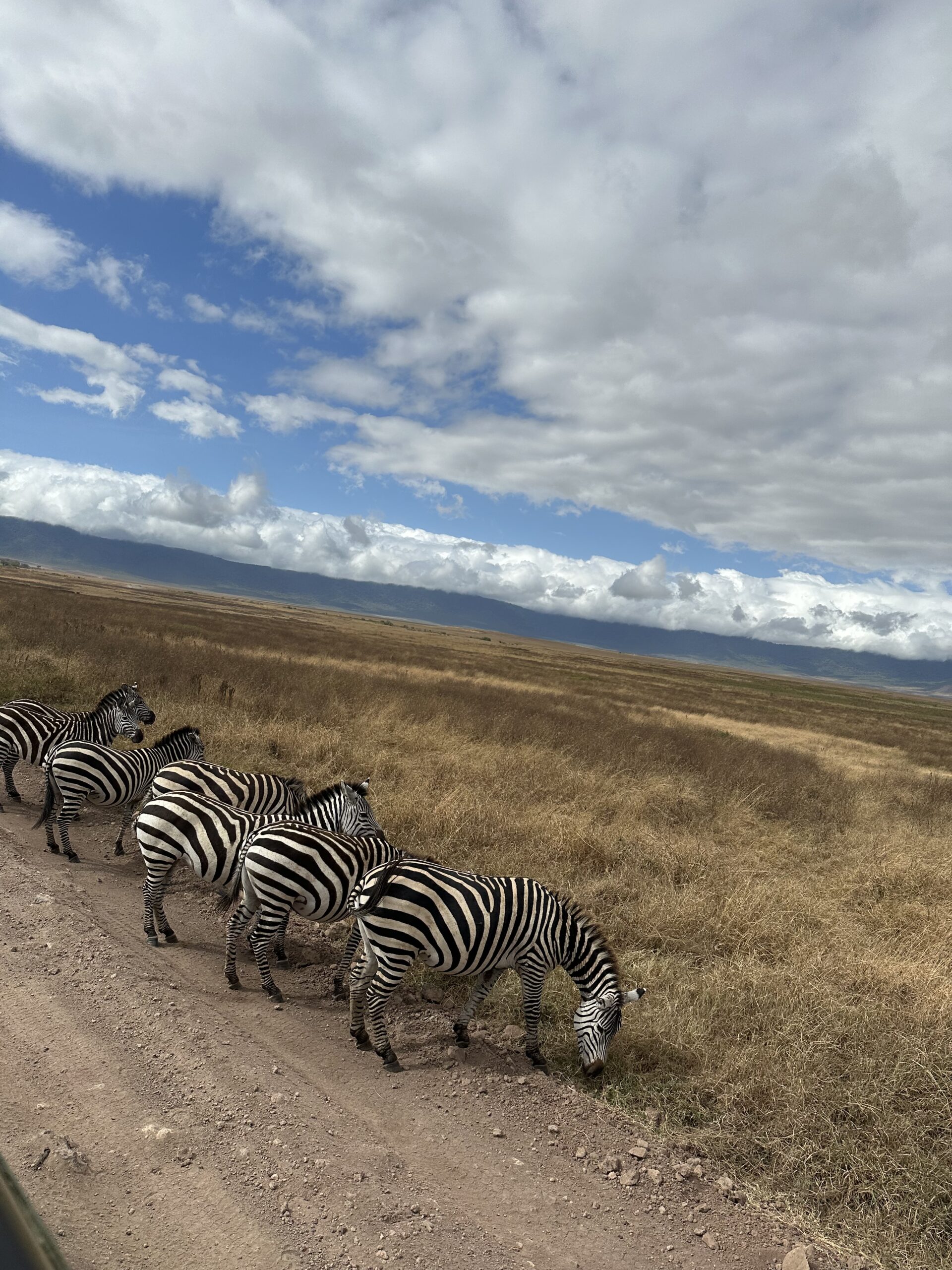 safari