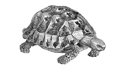 MyTurtles DataBase (MTDB)