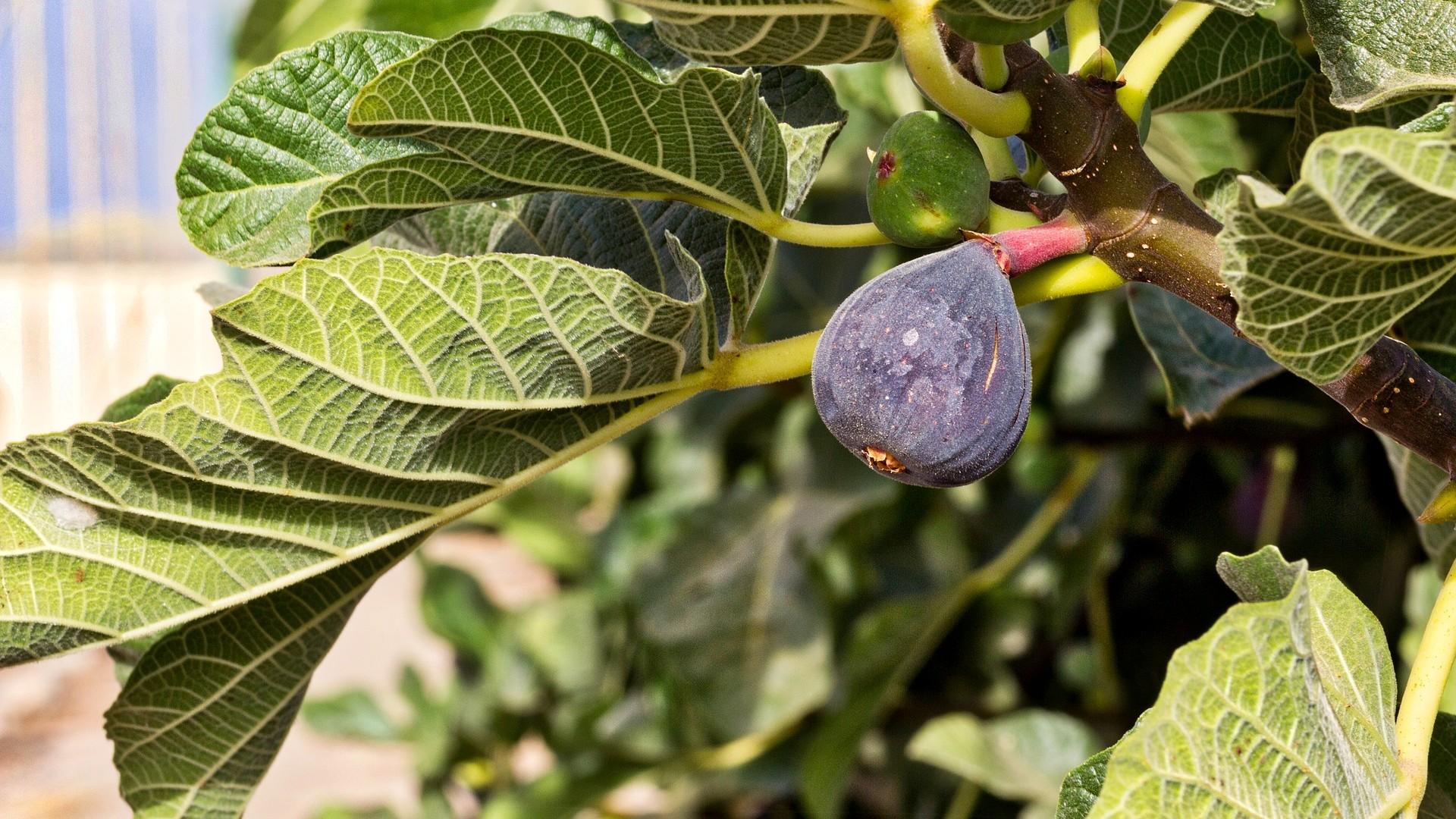 The Fig Tree: One of History’s Greatest Plants