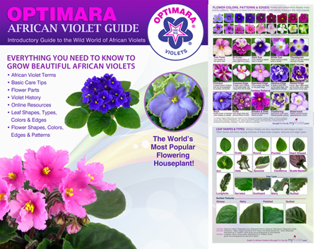 Basic guide to african violets