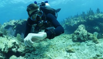 A scuba diver swims underwater near a coral reef, looking at their wrist, possibly checking a dive computer or watch, surrounded by clear blue water and marine life.