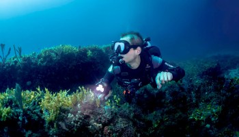 A scuba diver in full kit explores an underwater coral reef, shining a torch on the colourful marine plants and rocks, with blue water and seaweed visible in the background.