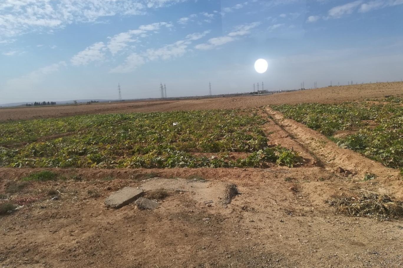 الفاو تحذّر: سوريا على حافة أخطر أزمة غذائية في تاريخها