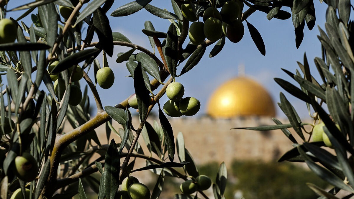 الزراعة كمقاومة هادئة: مبادرة تعيد الأرض والكرامة للفلسطينيين