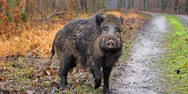 الدنمارك تبدأ بناء سياج بطول 70 كم على الحدود مع ألمانيا