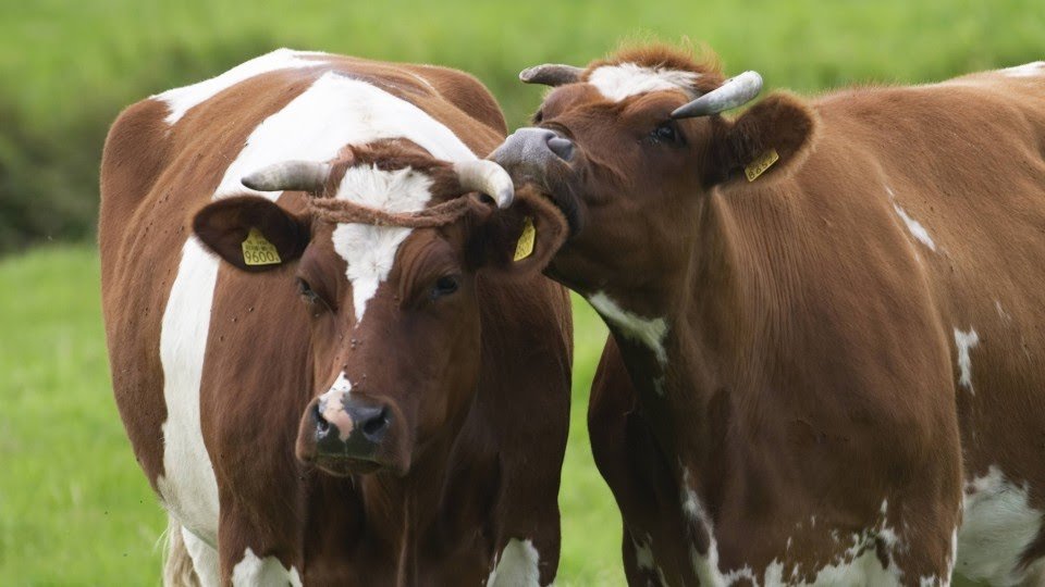 تفشي وباء حمى الأبقار ووزارة الصحة تفرض طوقا أمنيا حول ولاية NRW