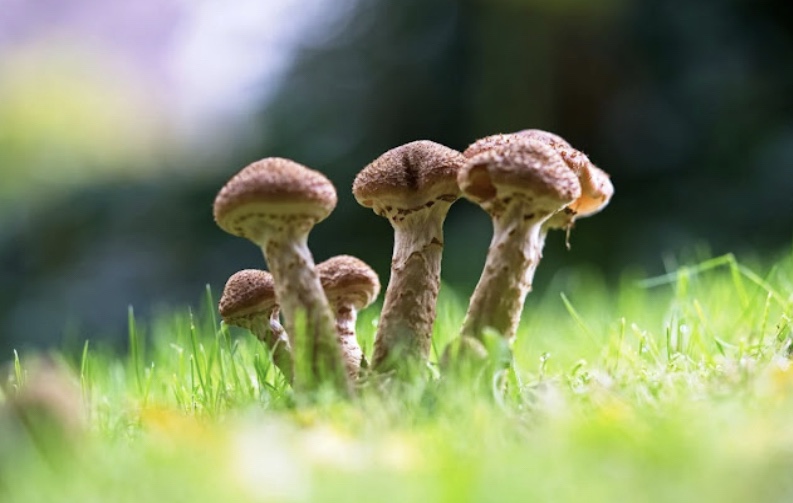 بعد عقود من كارثة تشيرنوبل.. ألمانيا تعثر على فطر مشع