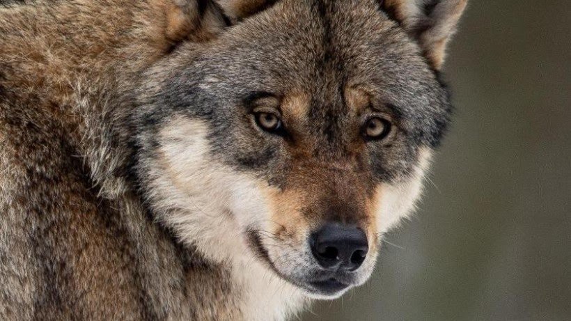 ألمانيا: البرلمان الألماني يدرس قضية التعامل مع الذئاب