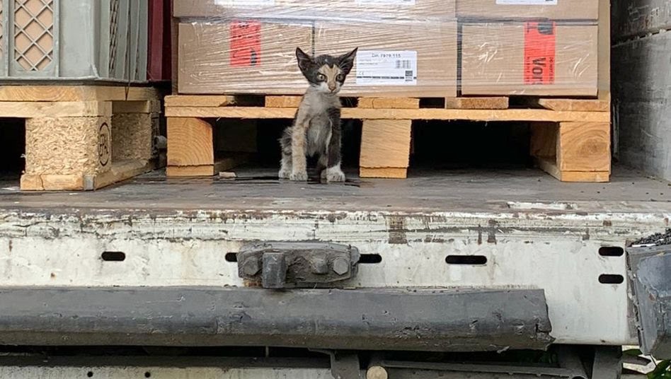 قطة تونسية تعبرالبحر واليابسة لينتهي بها المطاف في ألمانيا