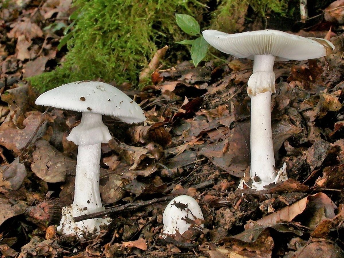 حالة وفاة بسبب تسمم ناجم عن فطر