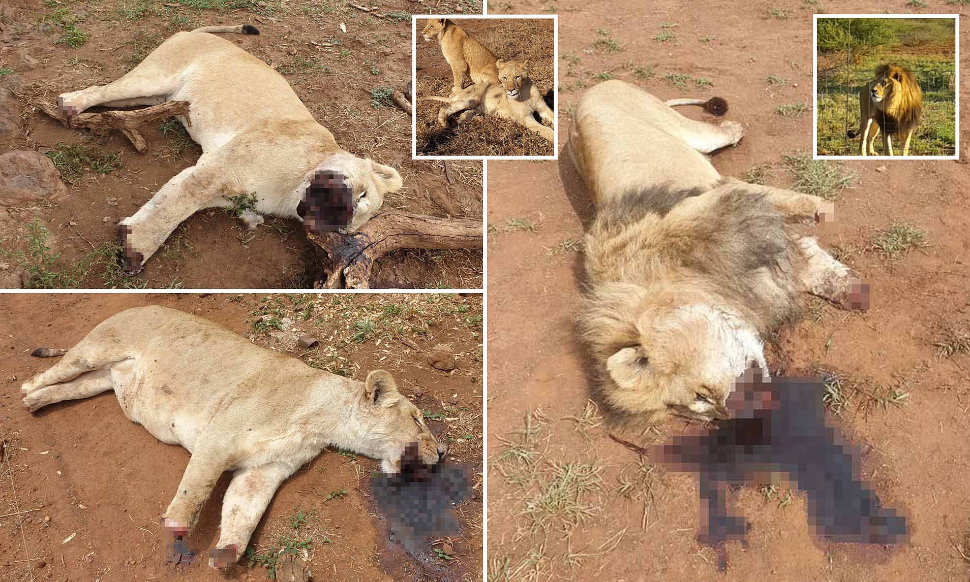 العثور على ثلاثة أسود مقتولة ومقطوعة الرأس والأرجل والسبب…