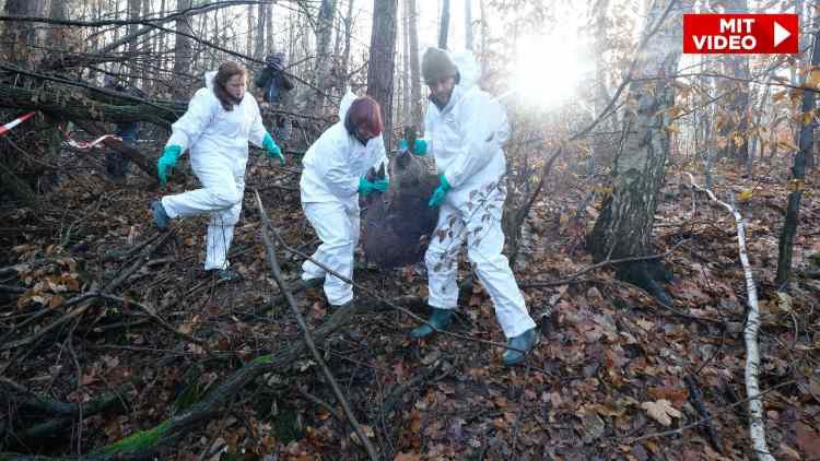إقتراب خطر داء حمى الخنازير الإفريقي من ألمانيا والخبراء يدقون ناقوس الخطر