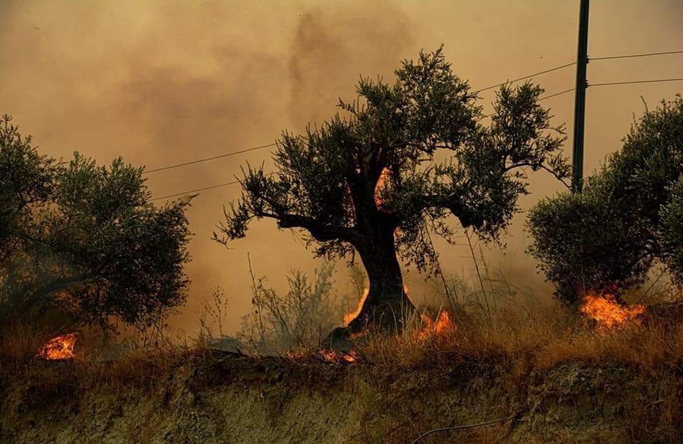 حرائق ضخمة في سوريا ولبنان وتركيا