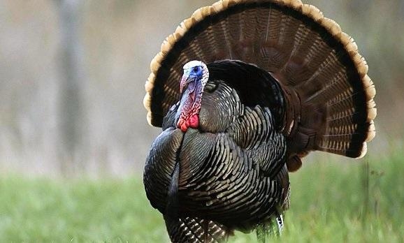 إعدام نحو 16 ألف ديك رومي في ألمانيا