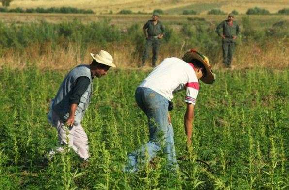 هكذا احتكر “المخزن” نبتة القنب الهندي في مناطق الريف والشمال‬