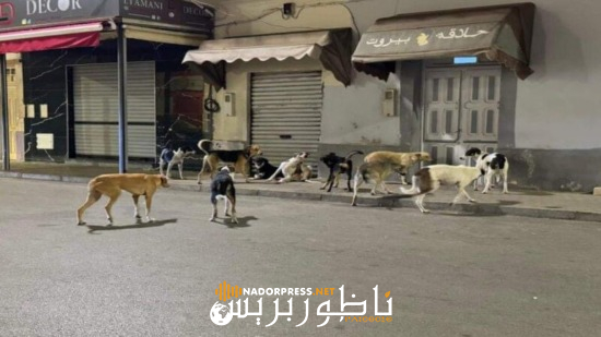 بعد مدينة الناظور.. الكلاب الضالة تغزو الحسيمة