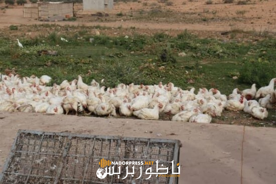 “انقلاب سيارة نقل دجاج حي يتسبب في إصابة السائق وفقدان عدد كبير من الدواجن بالناظور”