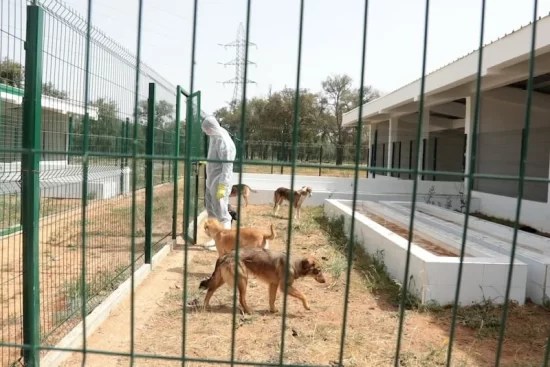 شبكة دولية توصي المغرب بتوفير ملاجئ للكلاب الضالة استعدادا لكأس العالم