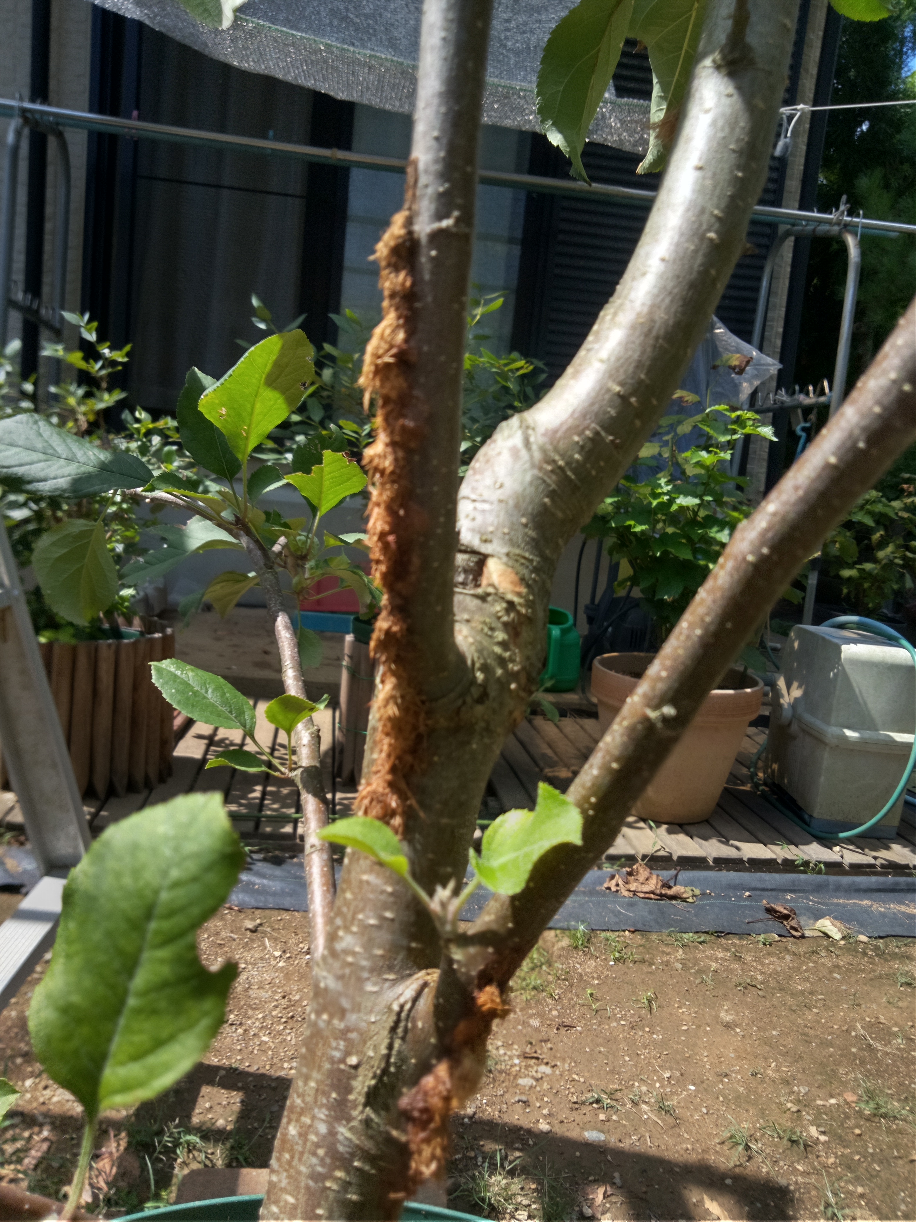 りんごの幹肌（樹皮）がむしられた原因（カミキリ） | 苗木部の部室