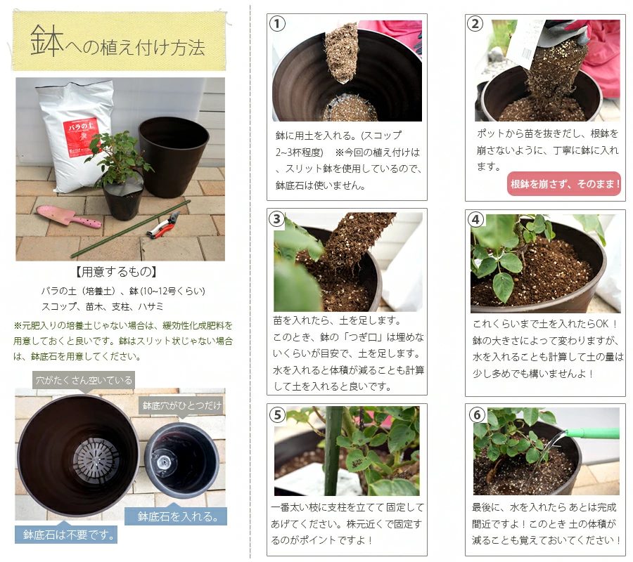 バラの植え方（鉢植え編） | 苗木部の部室 〜苗木、育てよう〜 By 花