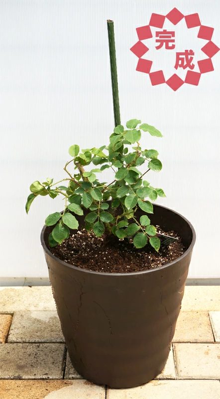 バラの苗 支柱付き 鉢植え バラの植え方（鉢植え編） | 苗木部の部室 〜苗木、育てよう〜 By 花