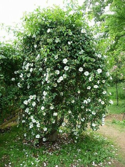 ナニワイバラ バラ 原種系の特徴と育て方 rose_old030-02 | 苗木部の