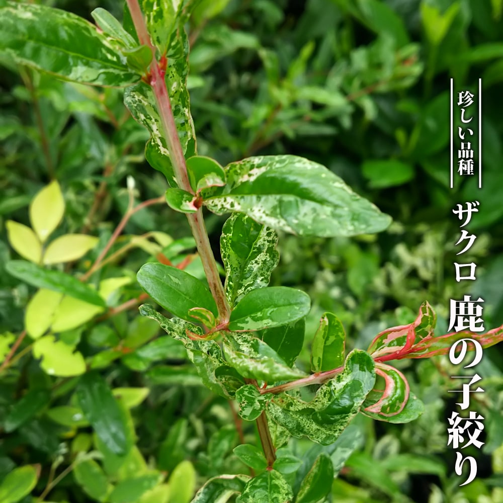 鹿の子絞り 八重咲き ザクロ 花ザクロの特徴と育て方 | 苗木部の部室