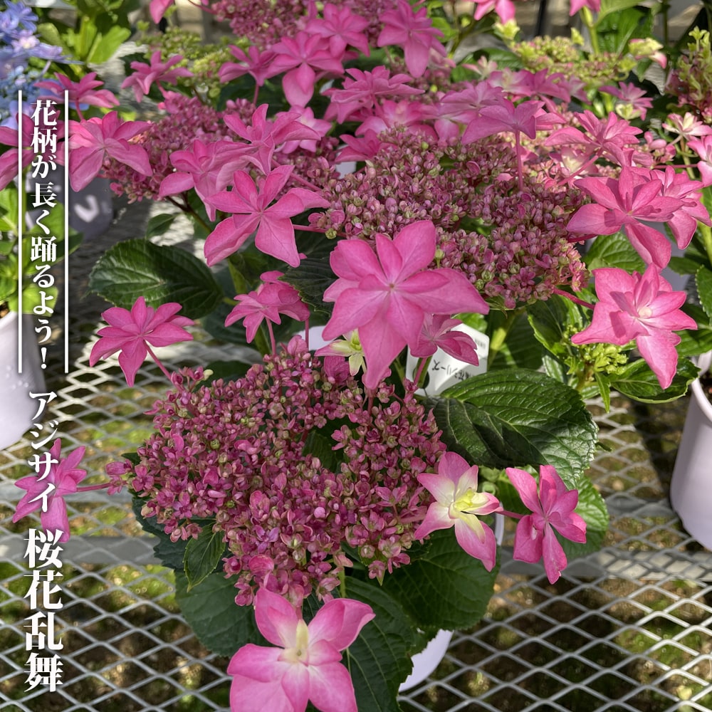 桜花乱舞 アジサイ ガクアジサイの特徴と育て方 | 苗木部の部室 〜苗木