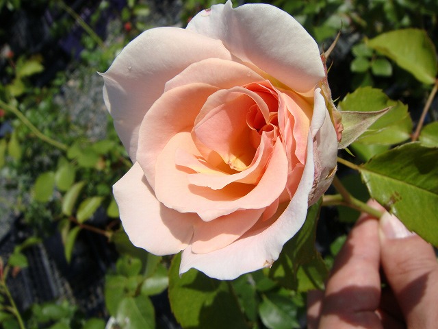 ロココ バラ CL クライミング (つるバラ)の特徴と育て方 rose_cl051
