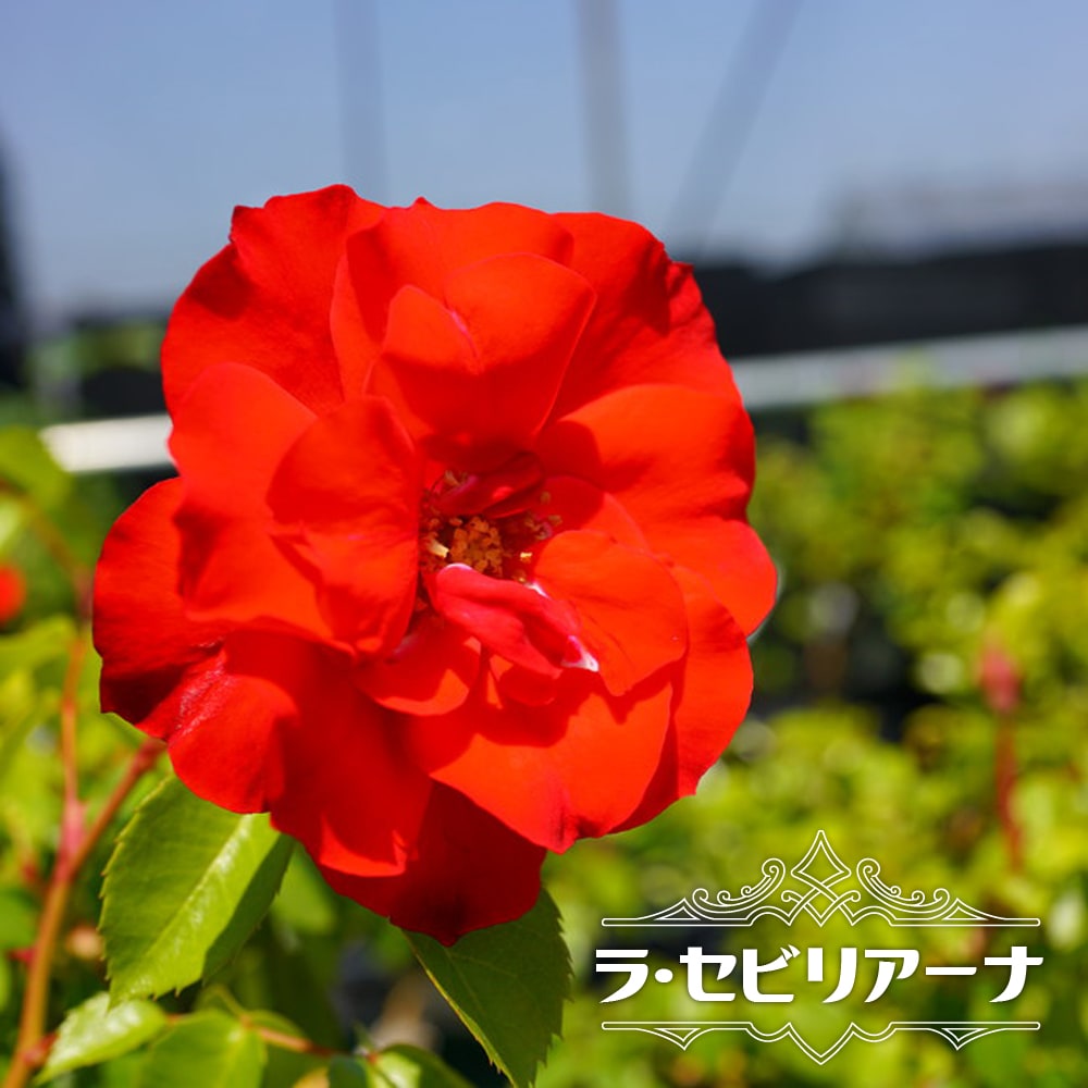 kei_fl080_01.jpg?w=850&ssl=1