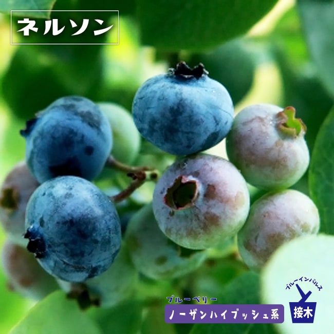 ネルソン ブルーベリー ノーザンハイブッシュ系の特徴と育て方 kaju_bb
