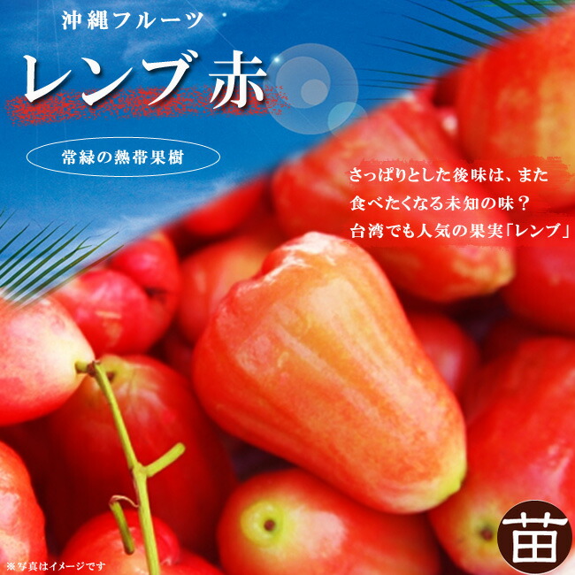 レンブ の特徴と育て方 | 苗木部の部室 〜苗木、育てよう〜 By 花