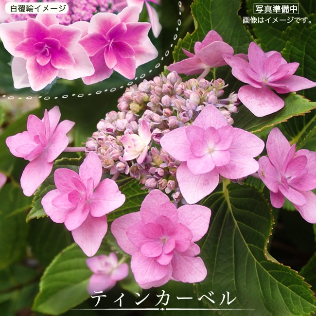 紫陽花　ティンカーベル　大苗　来年用 ティンカーベル アジサイ ガーデンアジサイの特徴と育て方 | 苗木部の