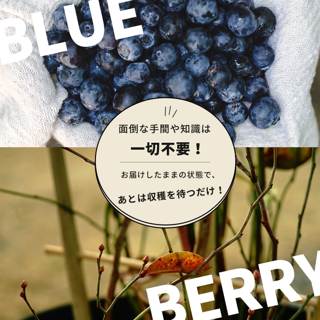アベックブルーベリー 2種植え ブルーベリー ラビットアイ系の特徴と