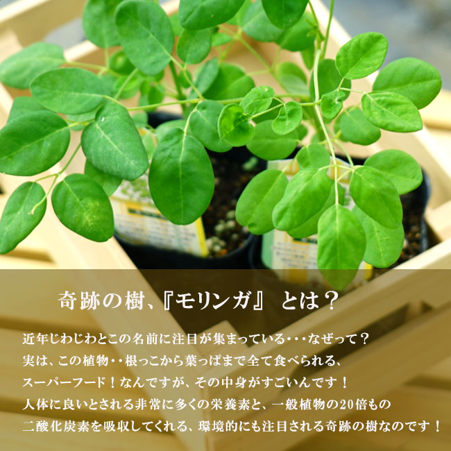 ステノペタラ モリンガ の特徴と育て方 | 苗木部の部室 〜苗木、育て
