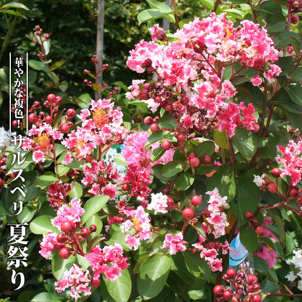 夏祭り サルスベリ の特徴と育て方 value696 | 苗木部の部室 〜苗木