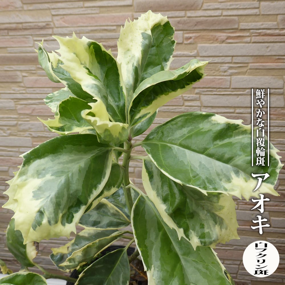 白フクリン斑 アオキ の特徴と育て方 | 苗木部の部室 〜苗木、育てよう