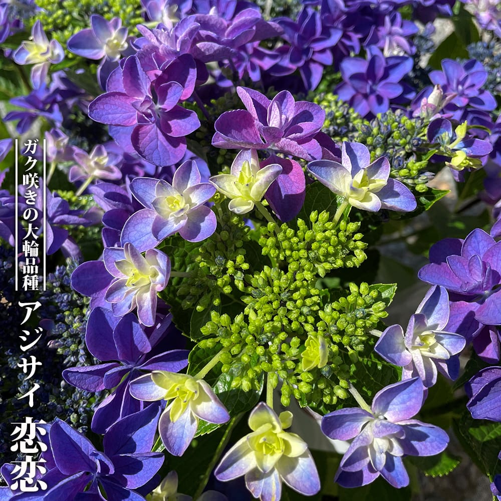 樹勢が強く根張りの良い健康苗。鮮やかな花色が魅力の育てやすい品種です。 恋恋 アジサイ 暁光園シリーズの特徴と育て方 | 苗木部の部室 〜苗木
